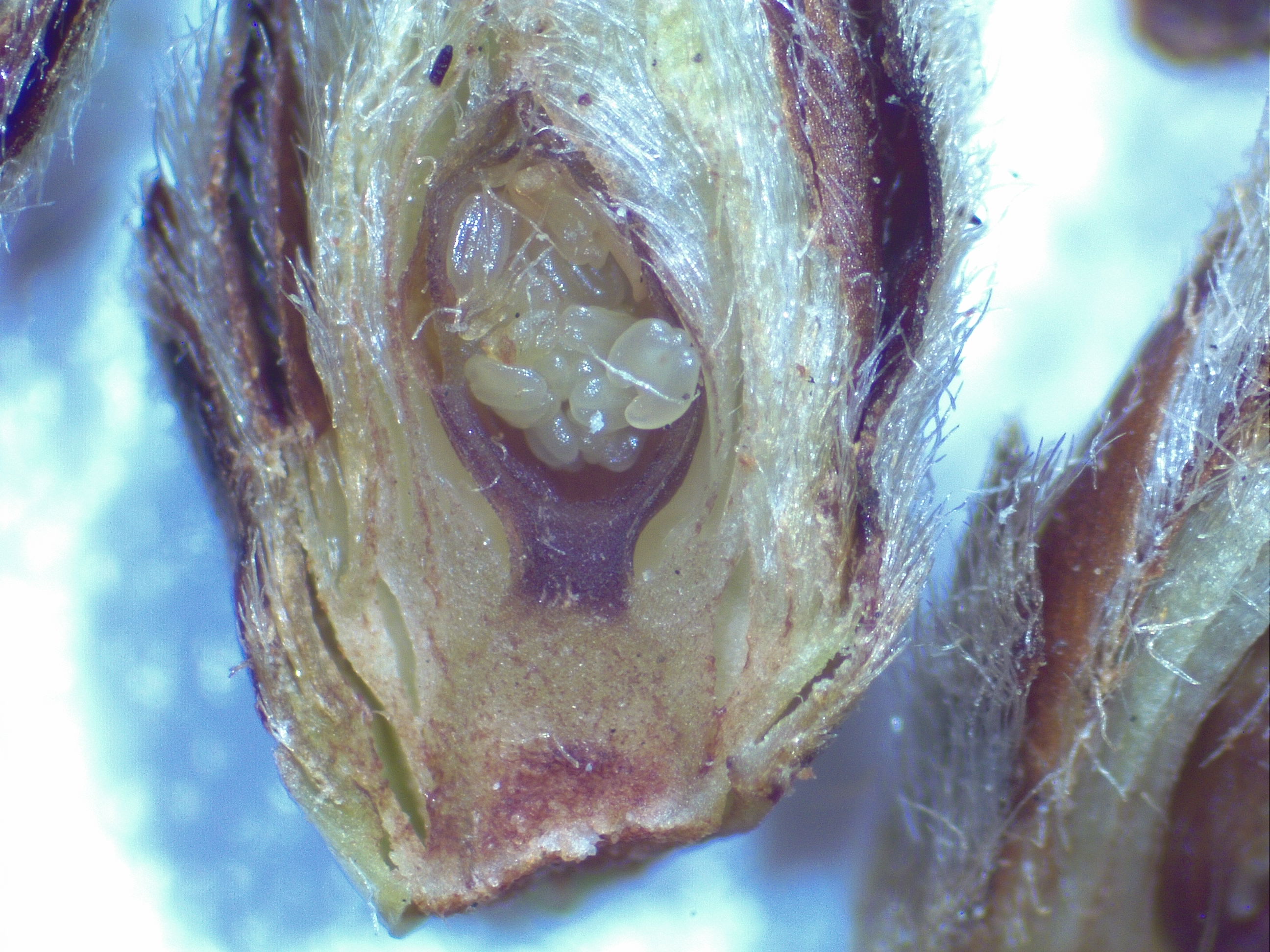 Contender peach bud in cross section
